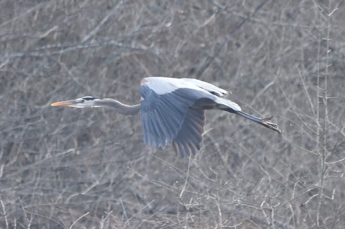 Great Blue Heron - ML614342890