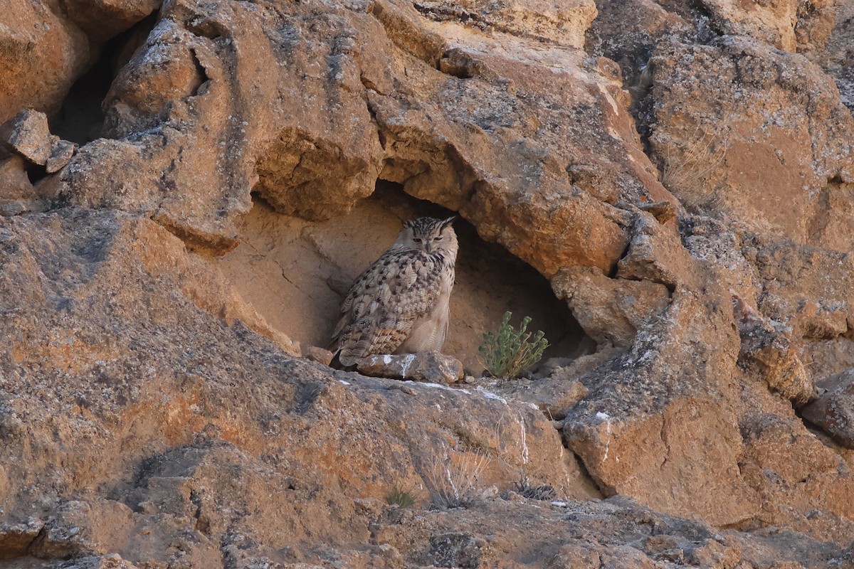 Eurasian Eagle-Owl - Chinmay Rahane