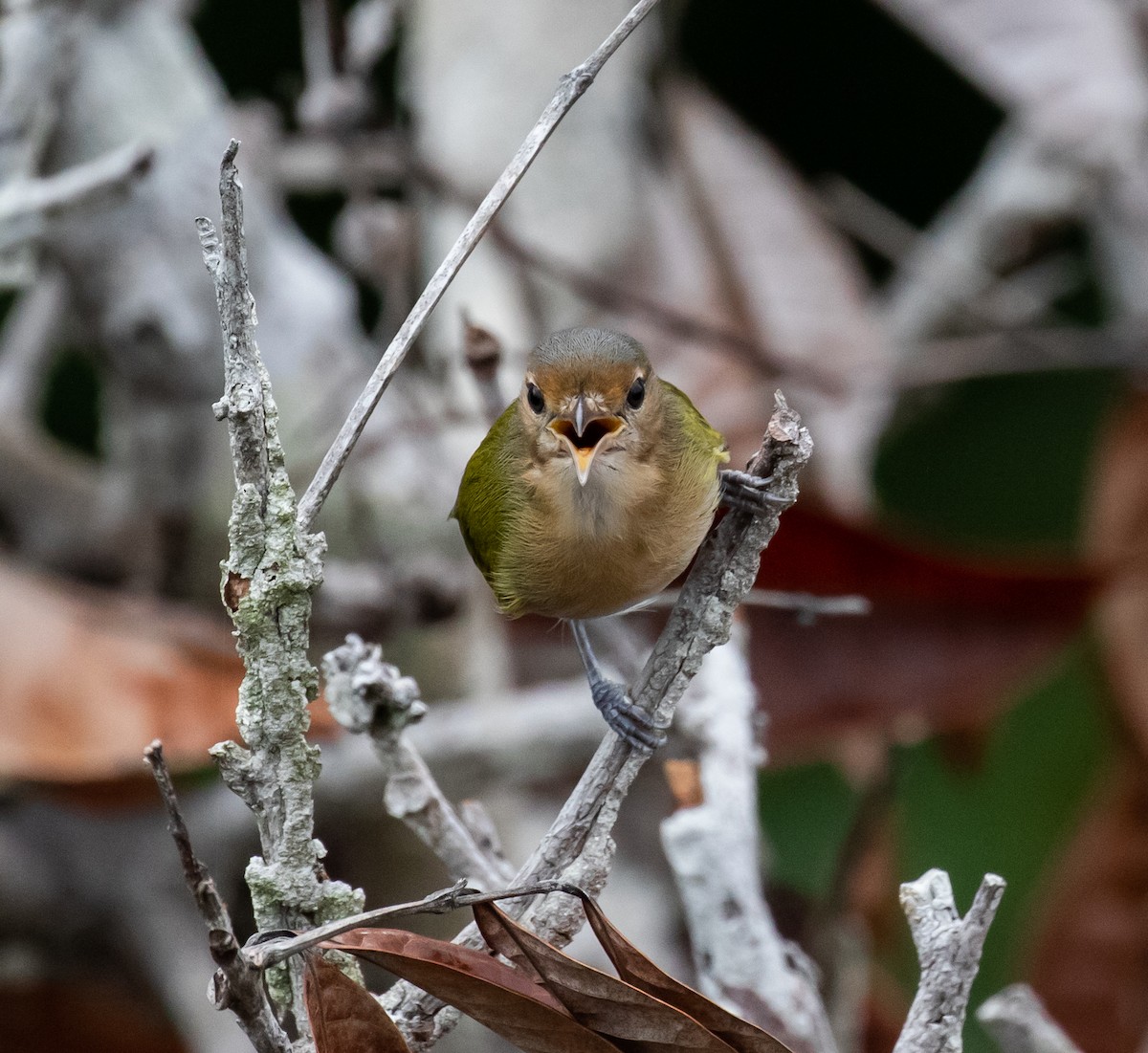 Buff-cheeked Greenlet - ML614342907