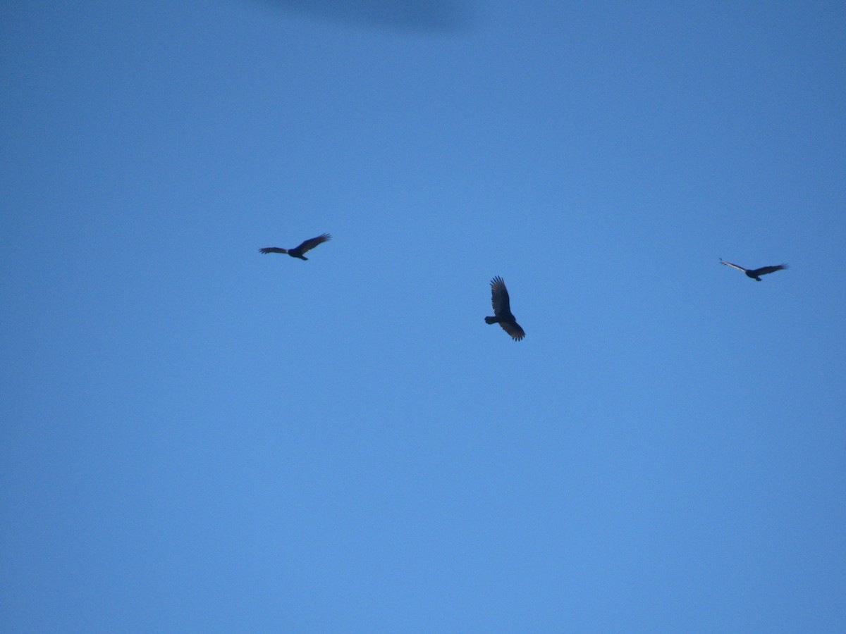 Turkey Vulture - ML614342923