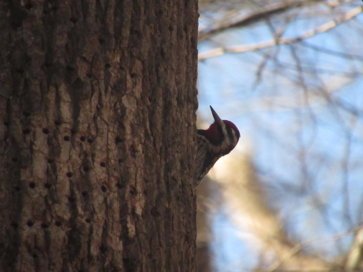 Yellow-bellied Sapsucker - ML614342935