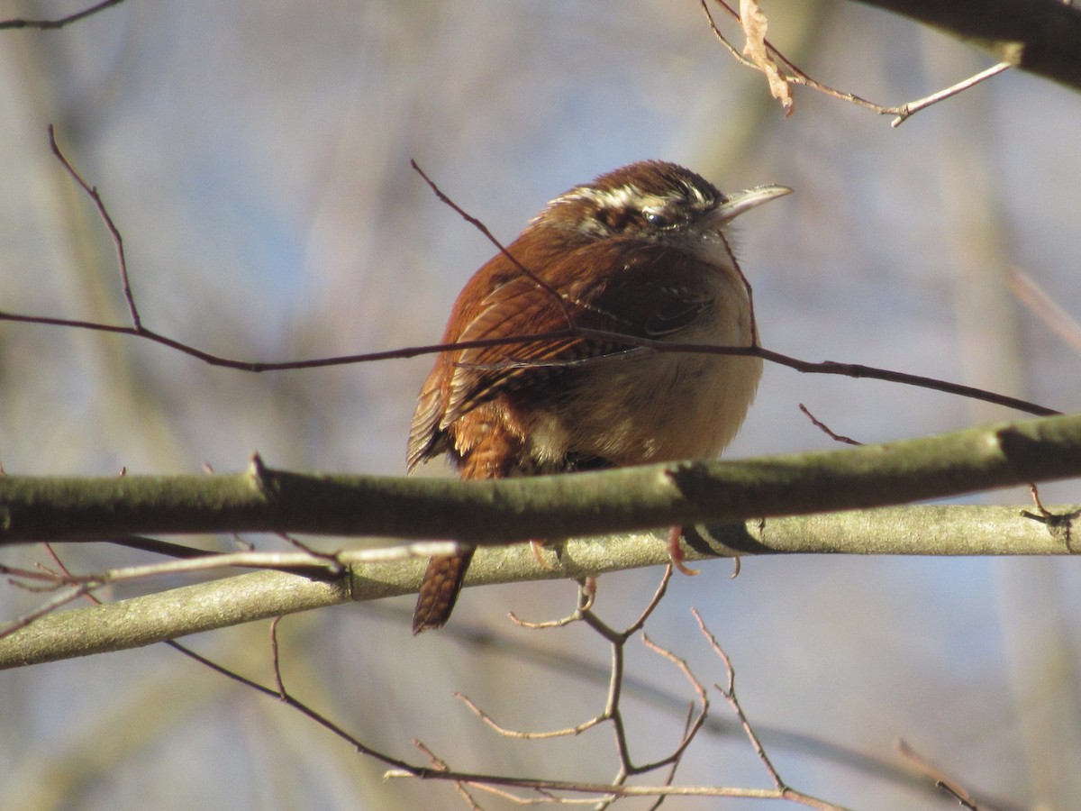 Carolina Wren - ML614342944