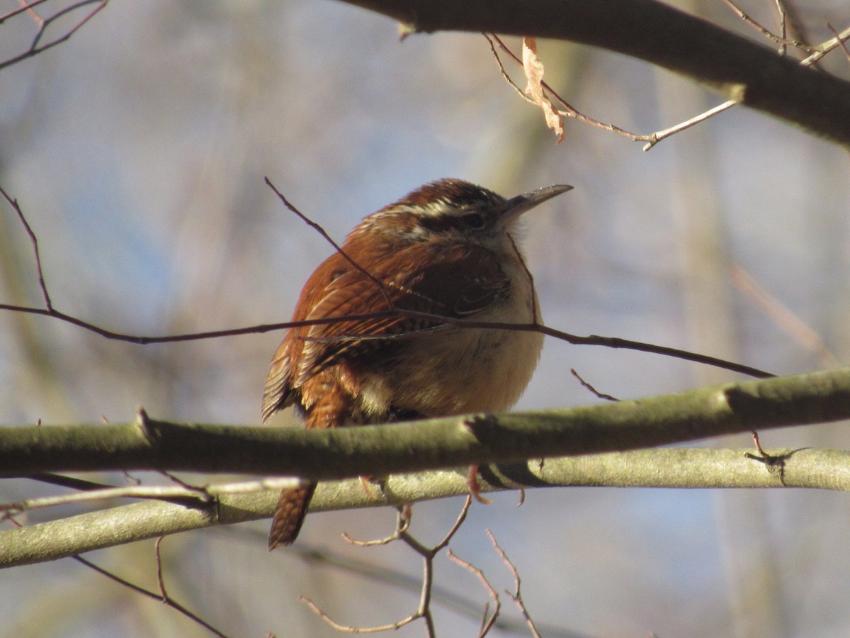 Carolina Wren - ML614342945