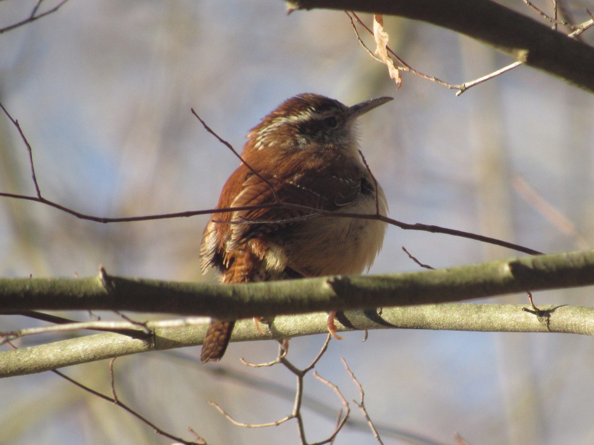 Carolina Wren - ML614342946