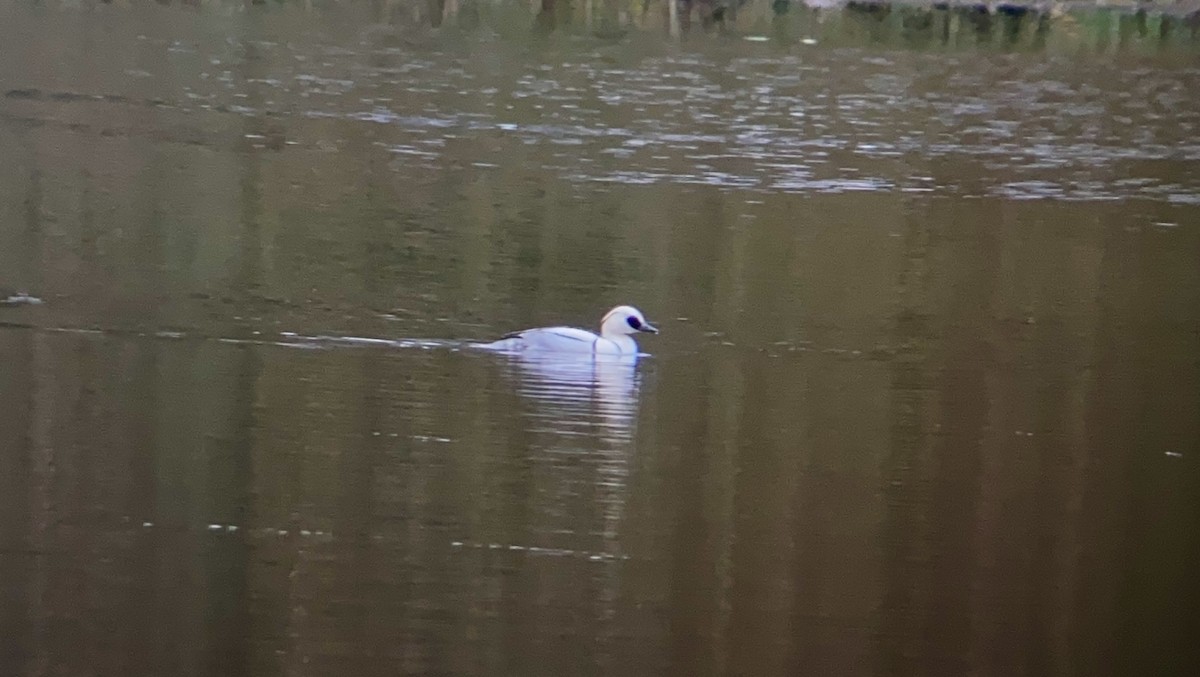 Smew - Owen Parsons