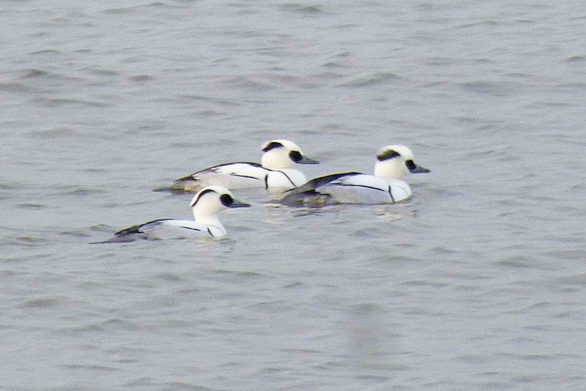 Smew - ML614342977