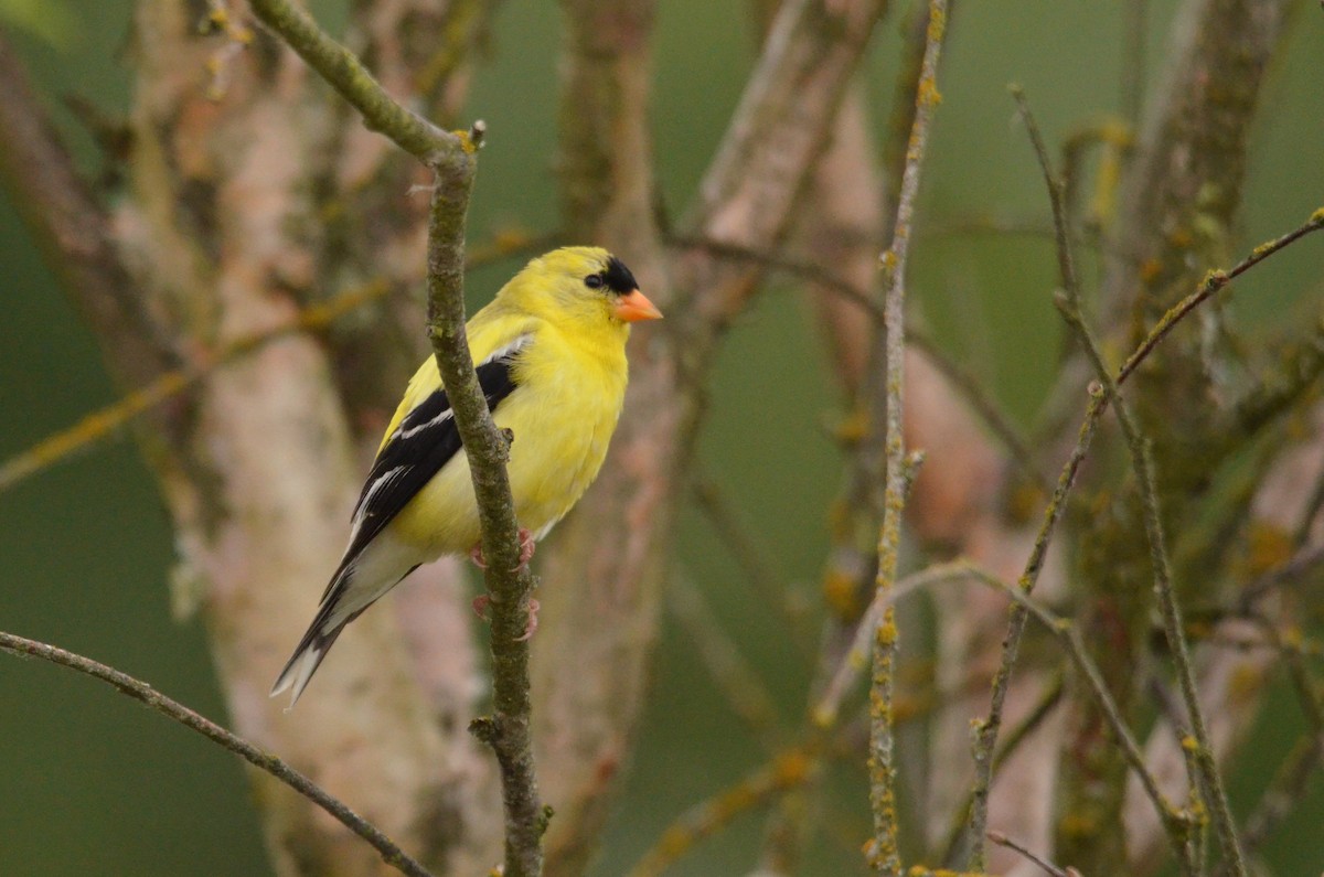 American Goldfinch - ML614343050