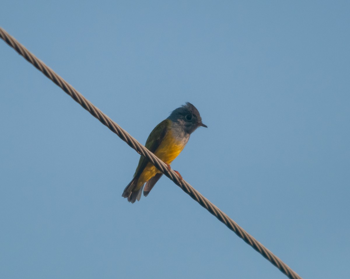 Gray-headed Canary-Flycatcher - ML614343265