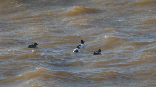 Common Goldeneye - ML614343289