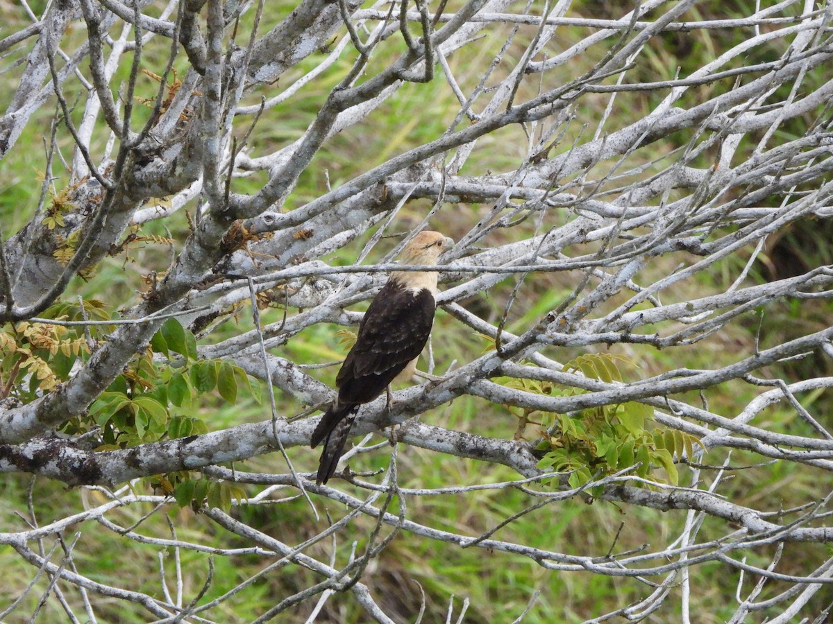 Yellow-headed Caracara - Lenin Torres Valverde