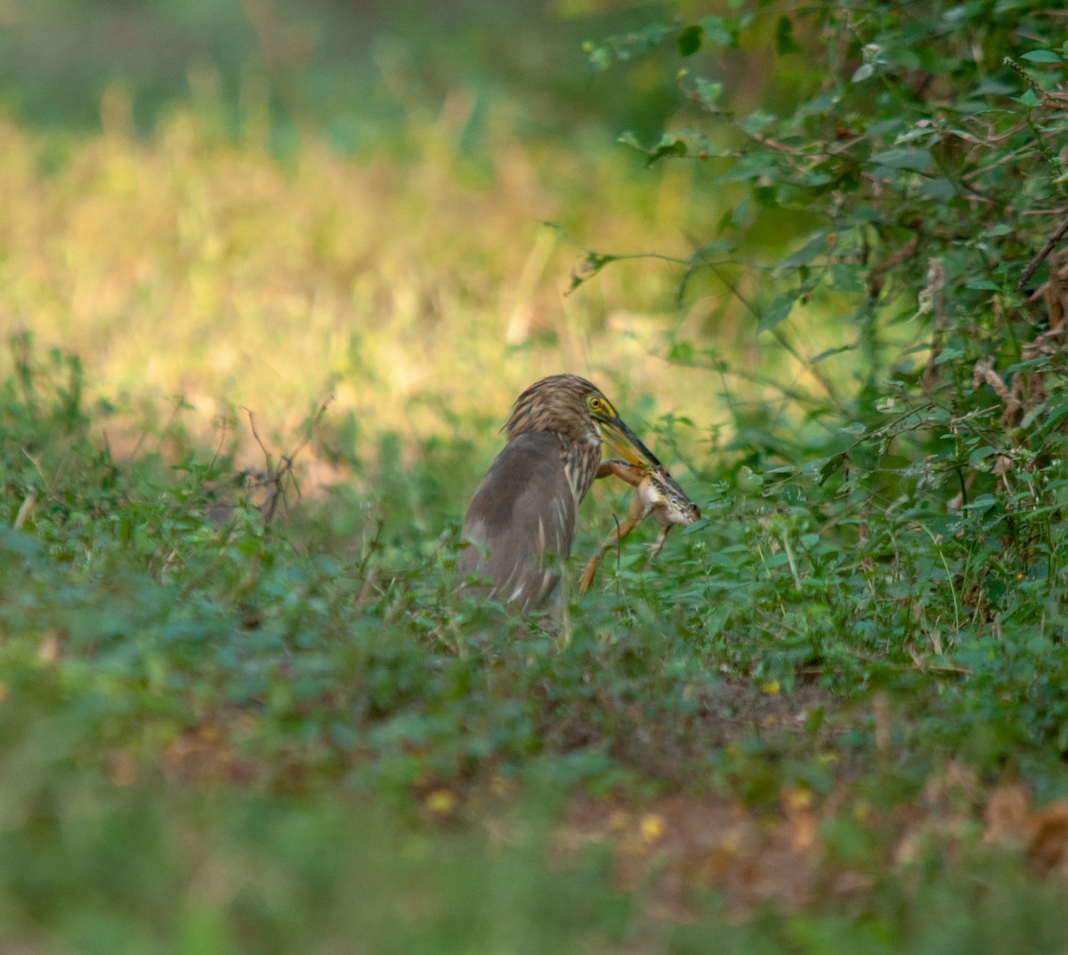 Indian Pond-Heron - ML614343361