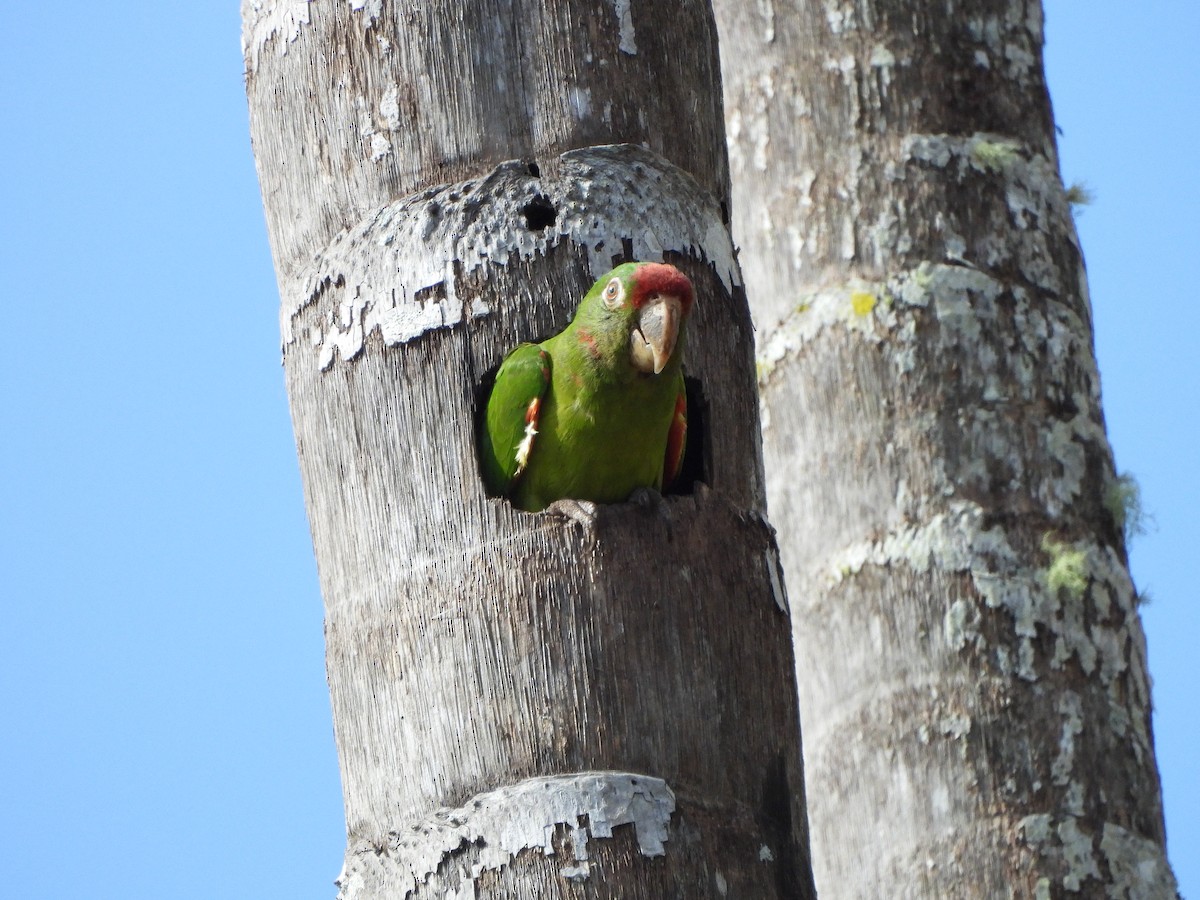 Crimson-fronted Parakeet - Lenin Torres Valverde