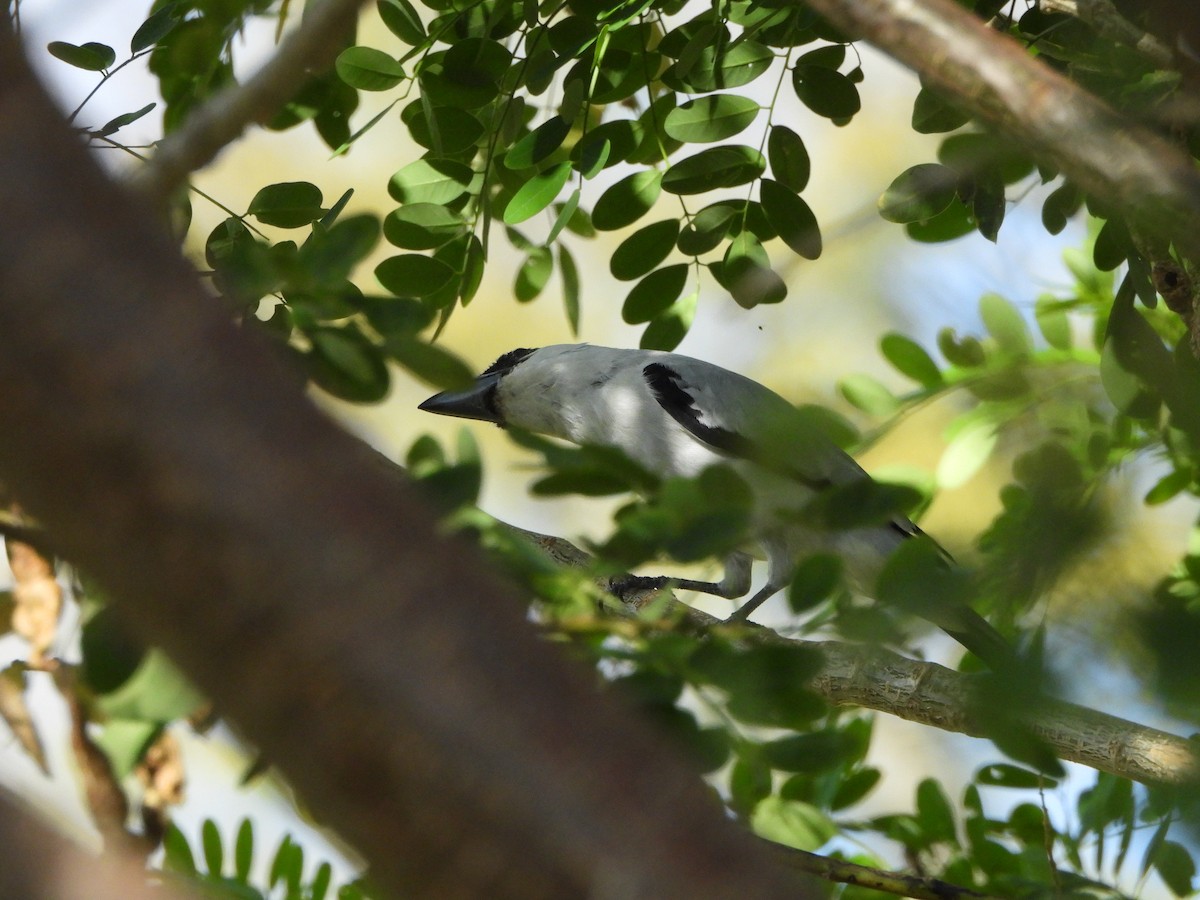 Black-crowned Tityra - Lenin Torres Valverde