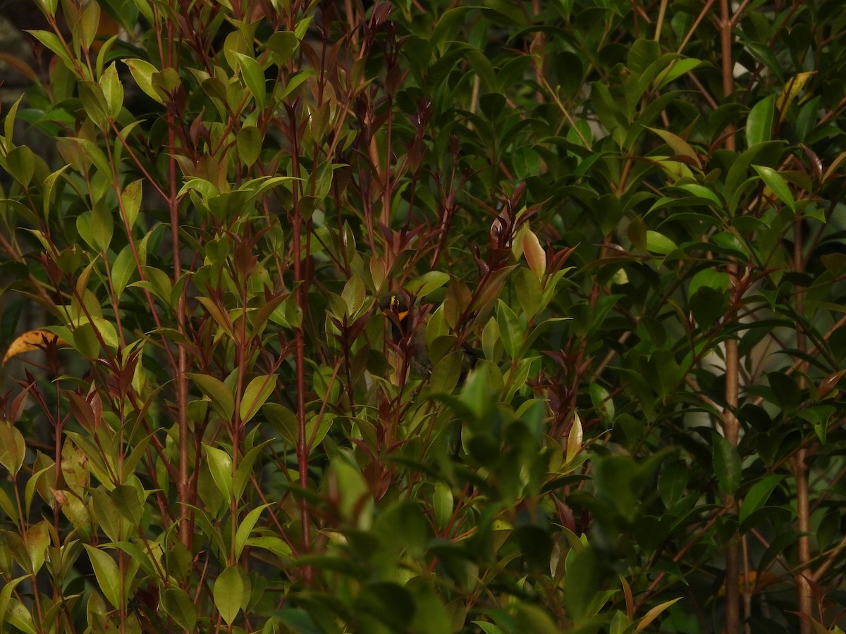 Yellow-faced Grassquit - Lenin Torres Valverde