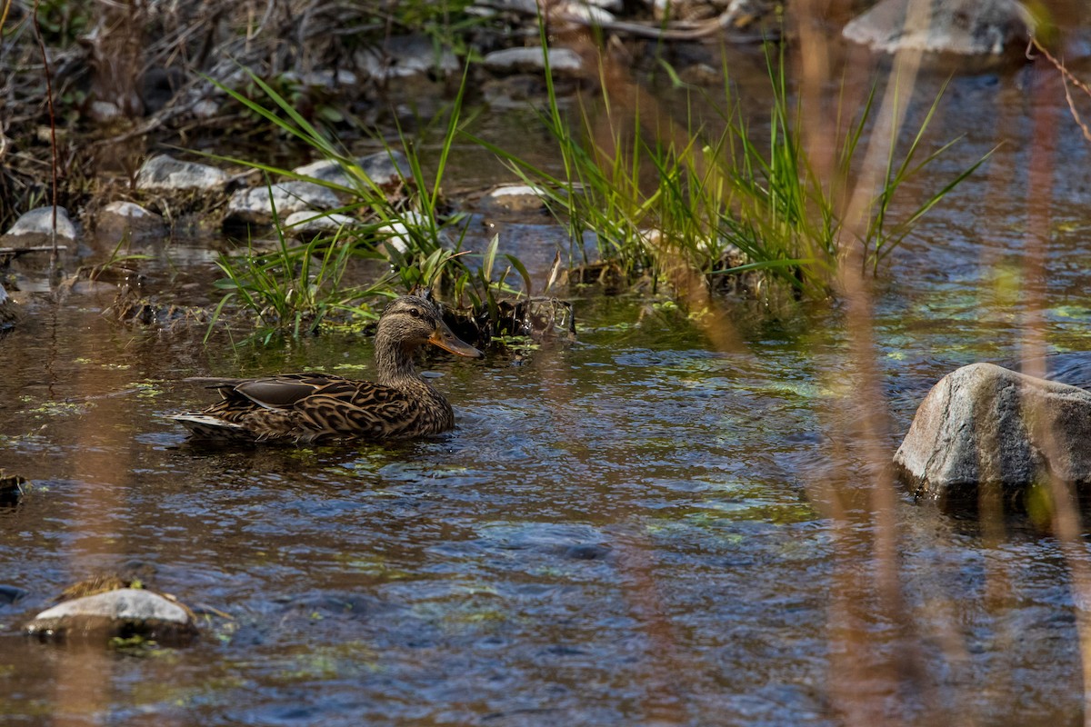 Mallard - ML614343415