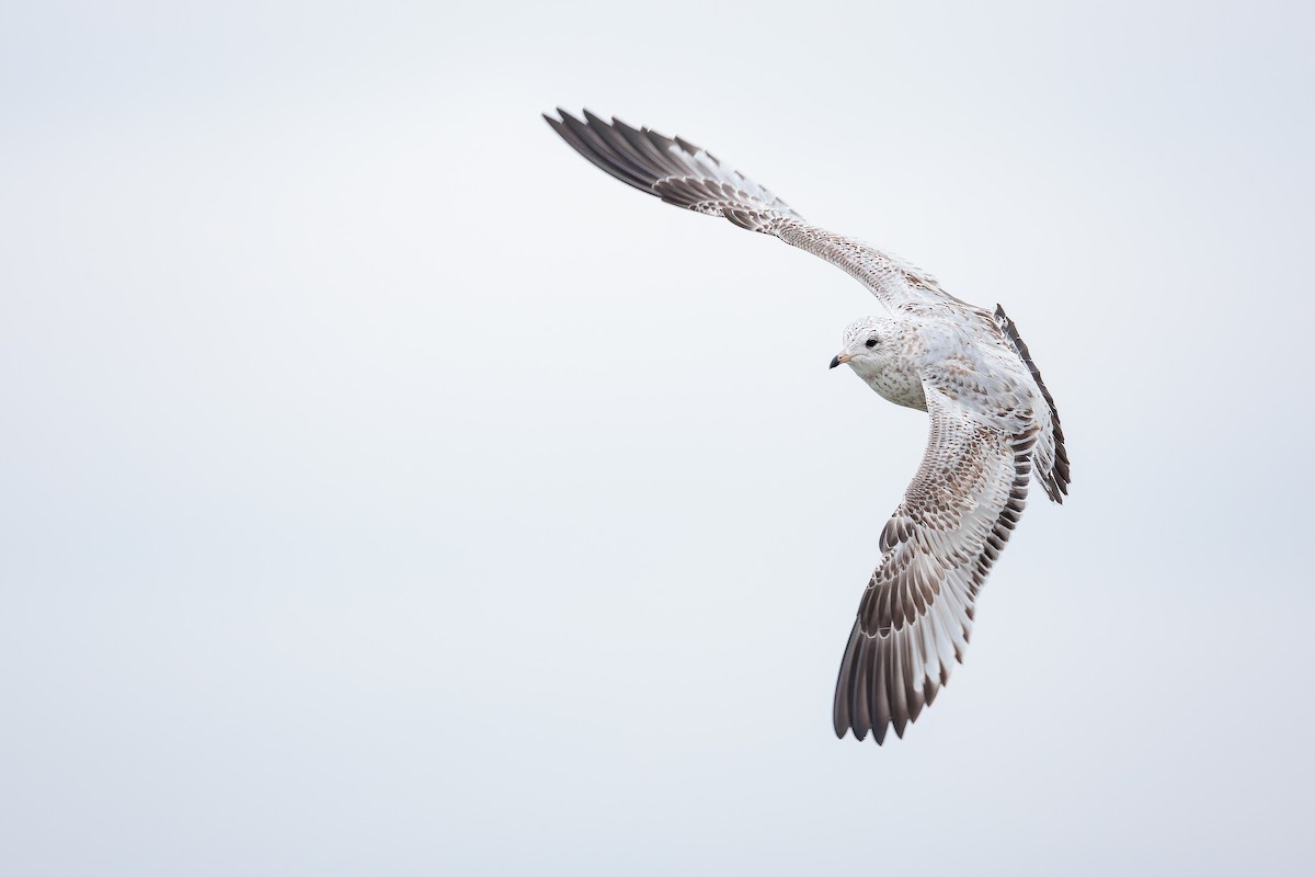 Ring-billed Gull - Ryan Sanderson
