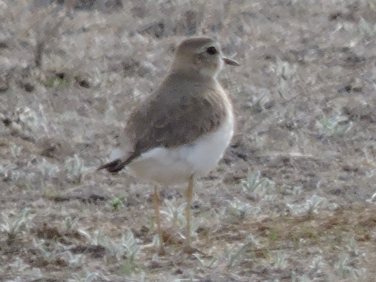 Mountain Plover - ML614343471