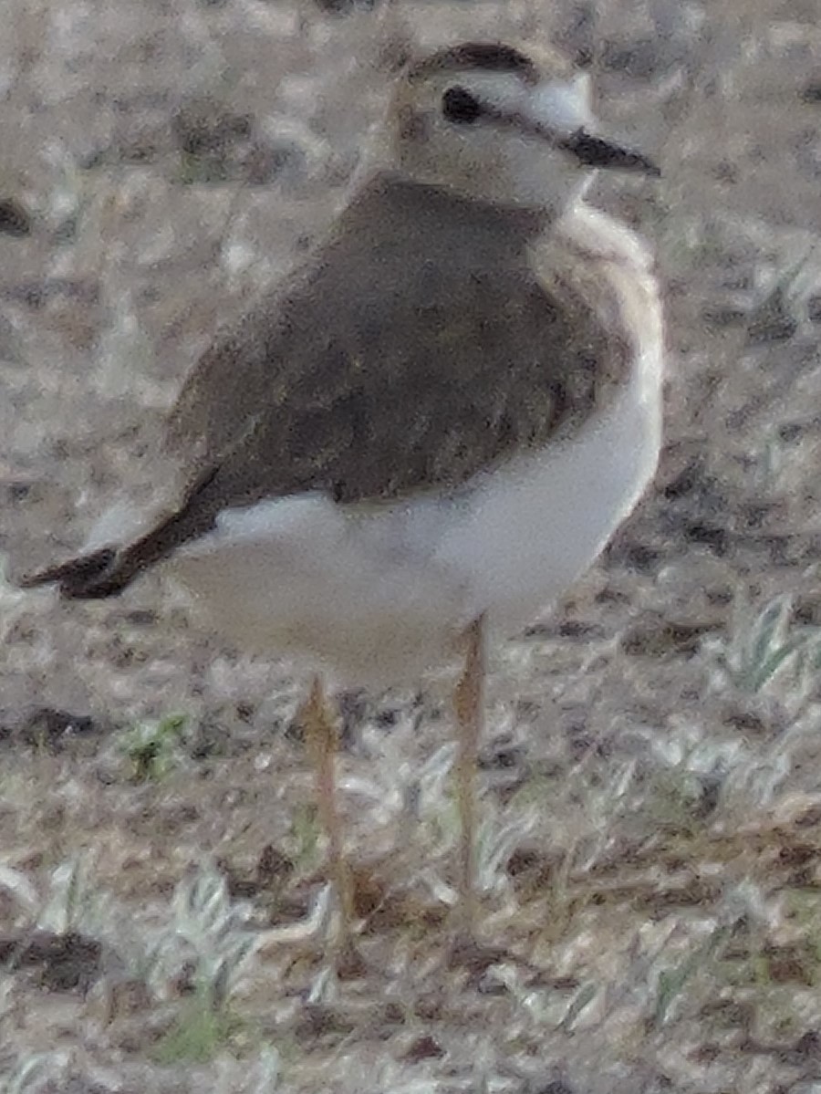 Mountain Plover - ML614343478