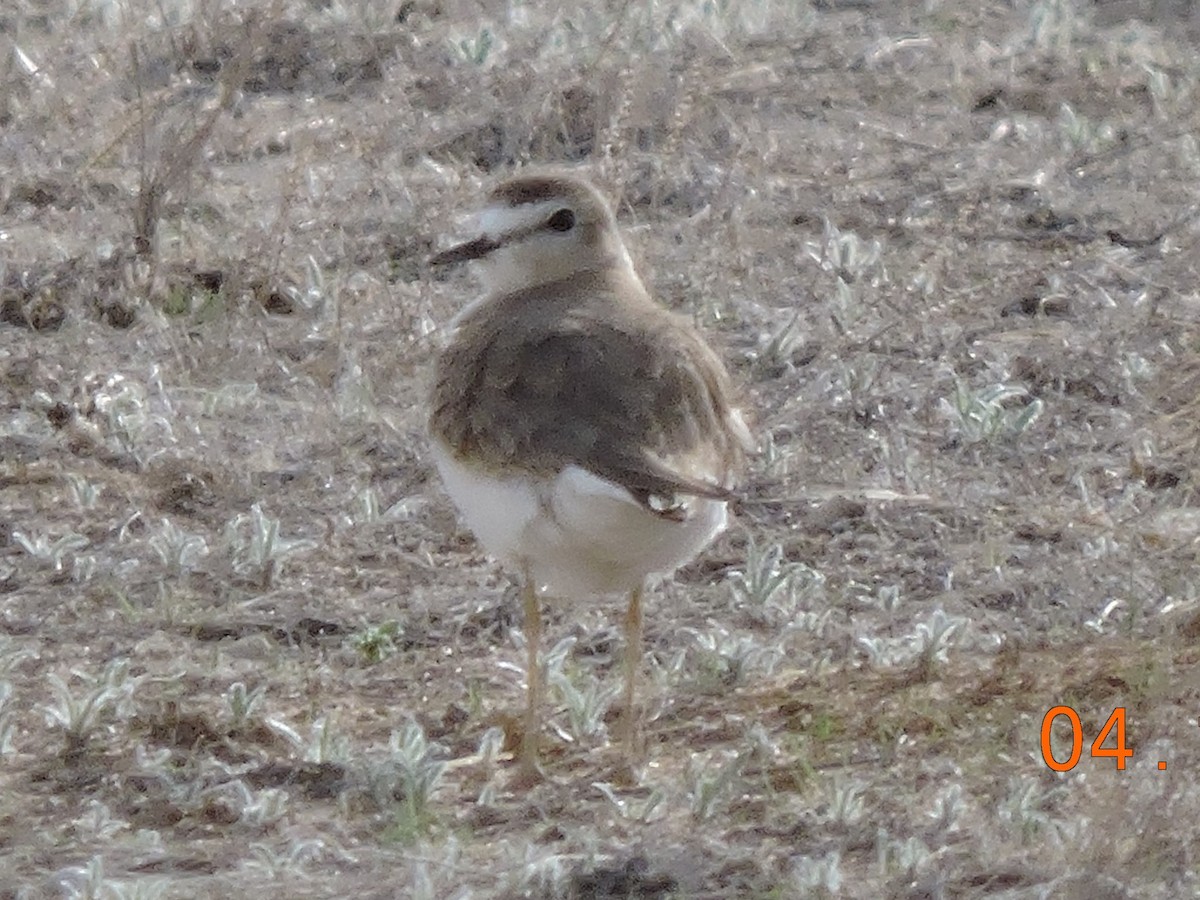 Mountain Plover - ML614343483