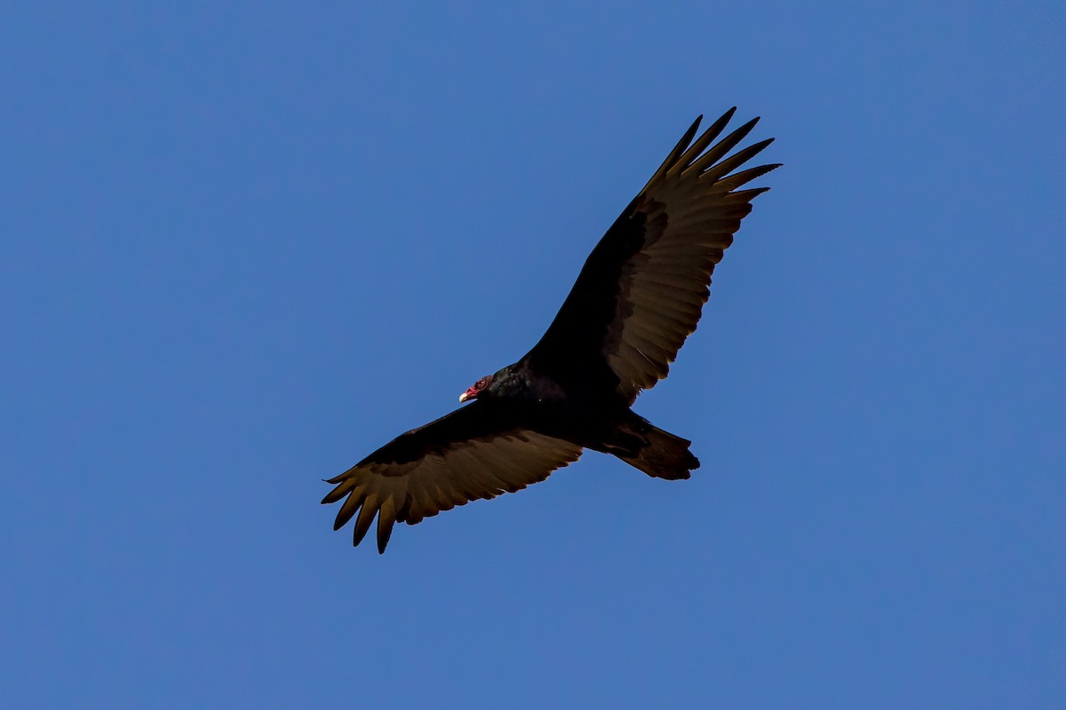 Turkey Vulture - ML614343529