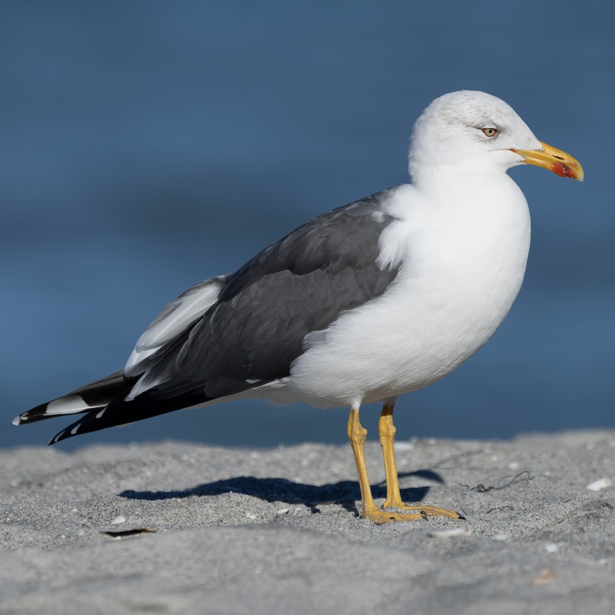 Lesser Black-backed Gull - ML614343533