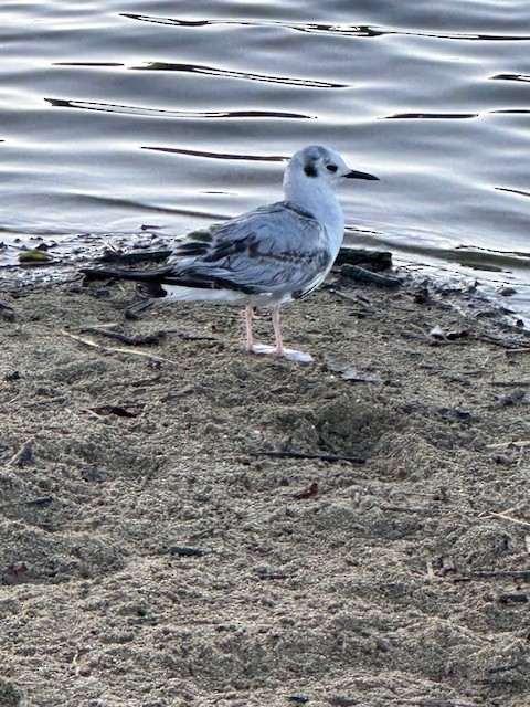 Bonaparte's Gull - ML614343668