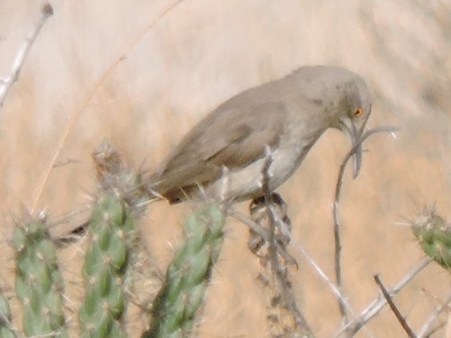 Curve-billed Thrasher - ML614343670