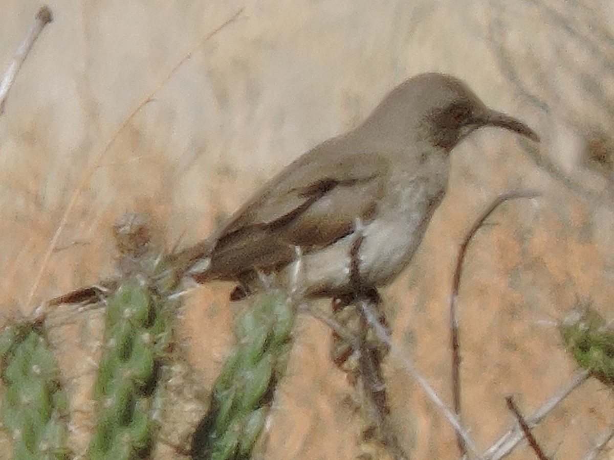 Curve-billed Thrasher - ML614343672