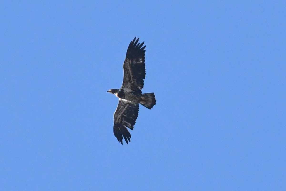 Bald Eagle - ML614343743