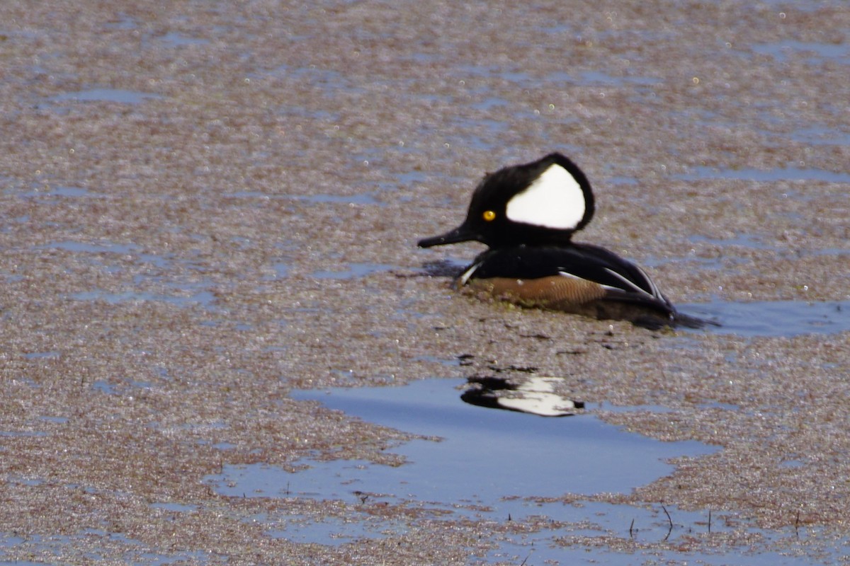 Hooded Merganser - ML614343754