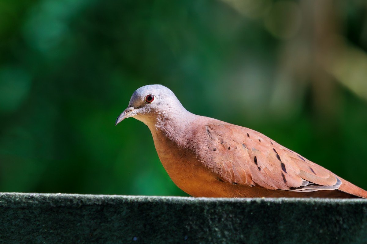 Ruddy Ground Dove - ML614343857