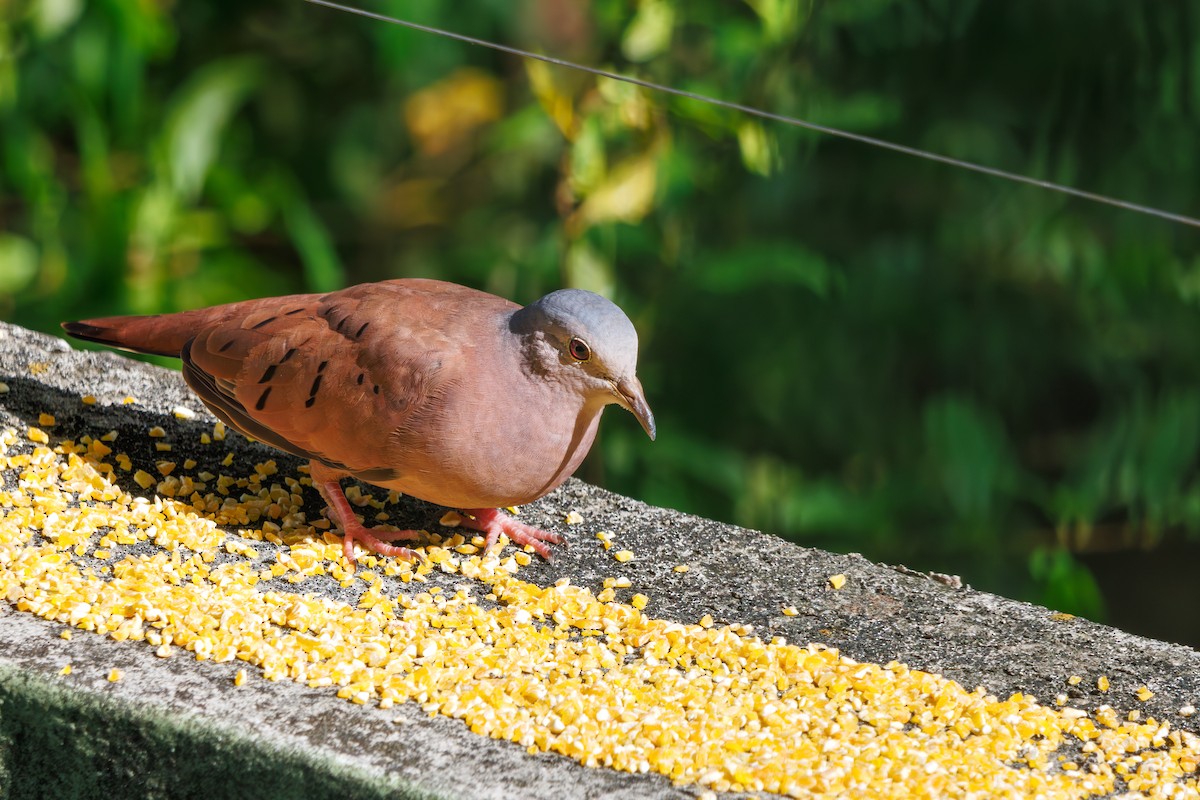 Ruddy Ground Dove - ML614343859