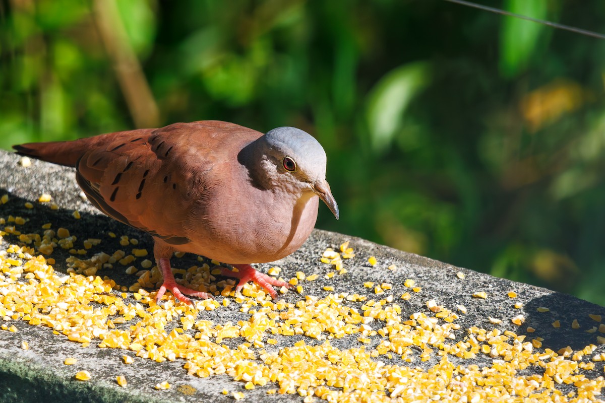 Ruddy Ground Dove - ML614343860