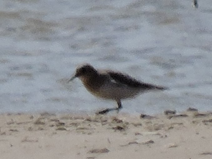 Baird's Sandpiper - ML614343976