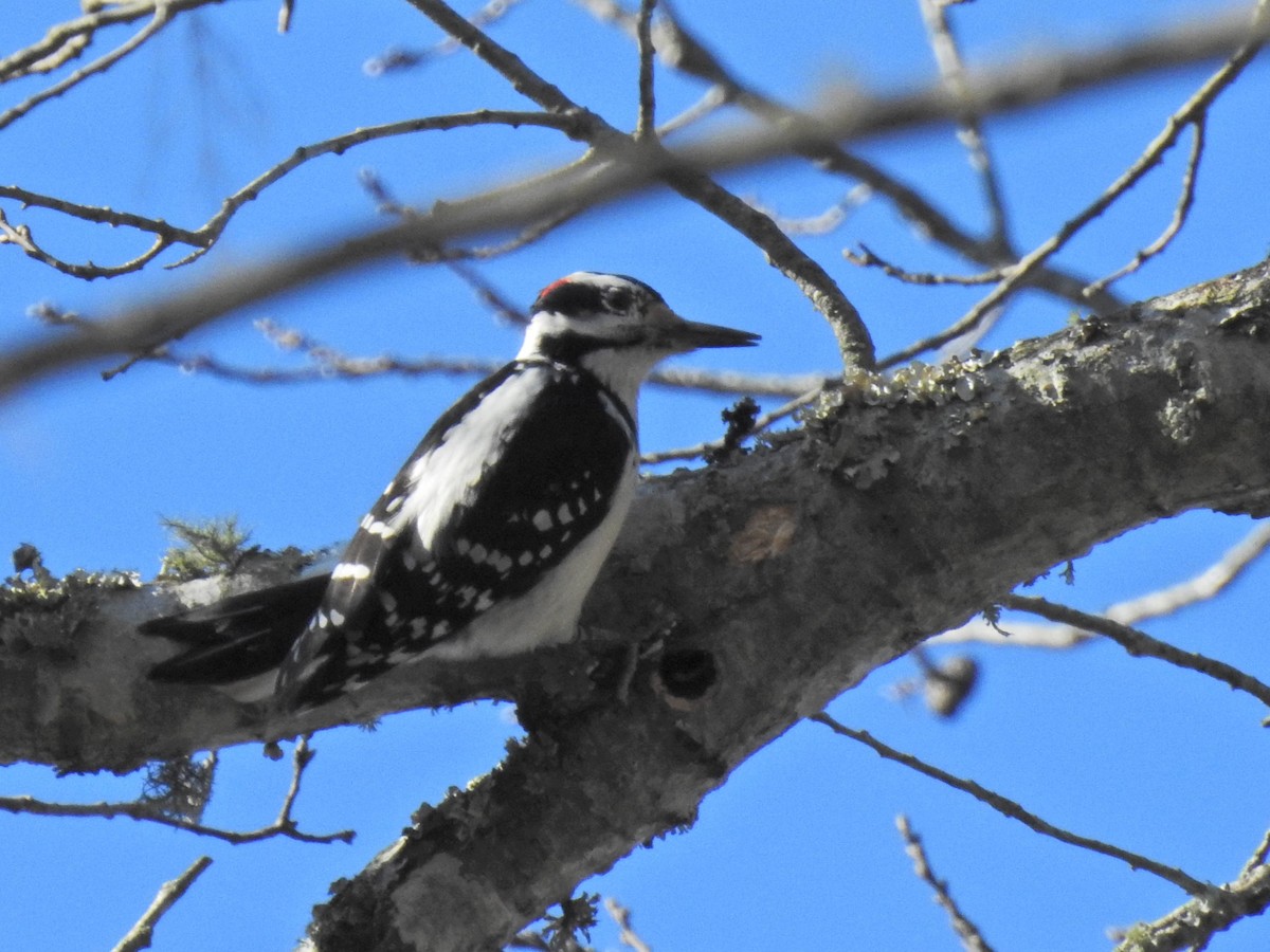 Hairy Woodpecker - ML614344018