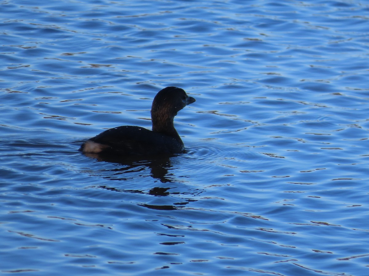 Pied-billed Grebe - ML614344070