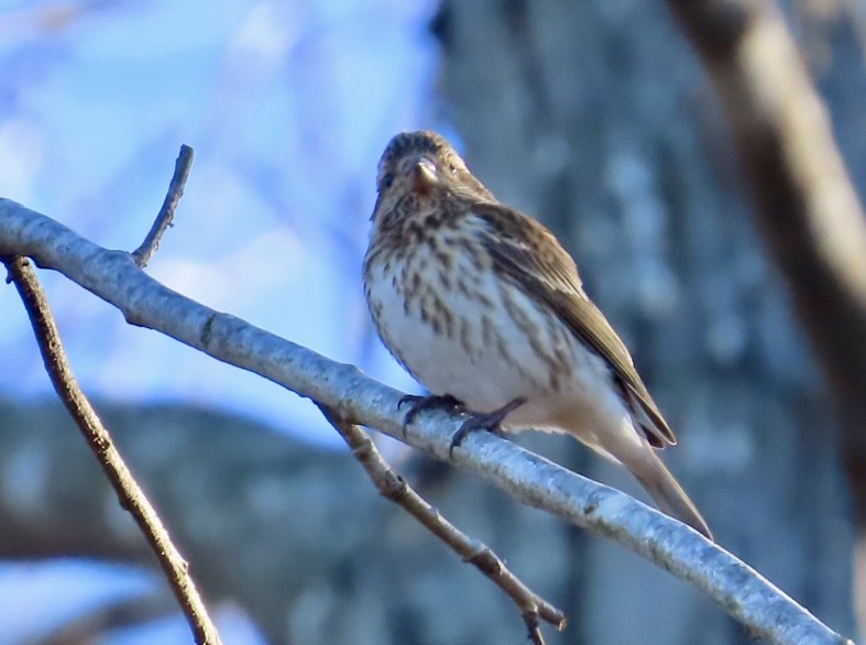 Purple Finch - ML614344086