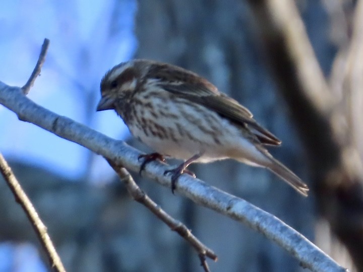 Purple Finch - ML614344087