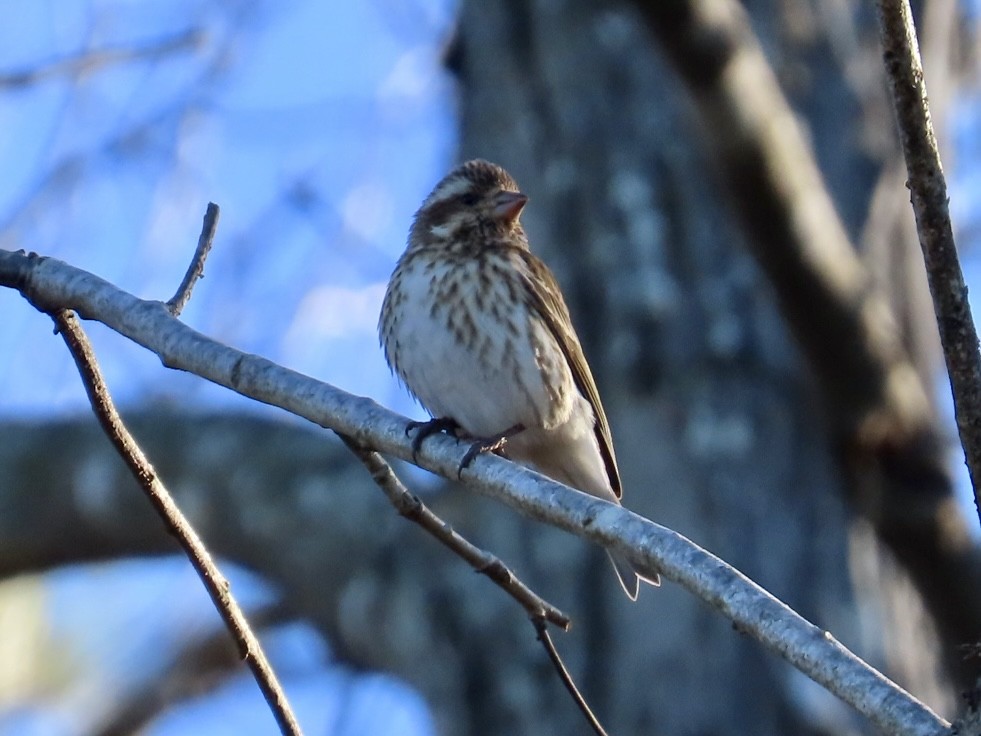 Purple Finch - ML614344088