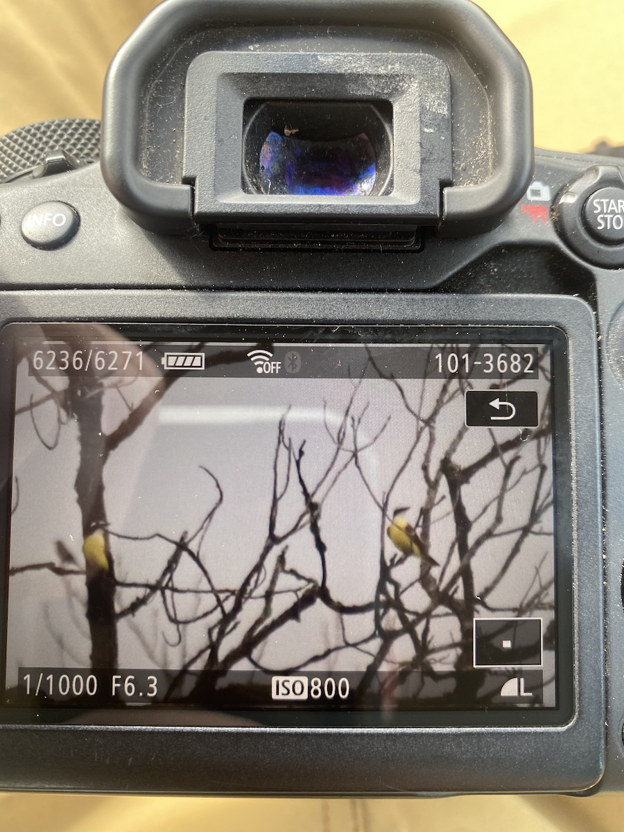 Great Kiskadee - ML614344158