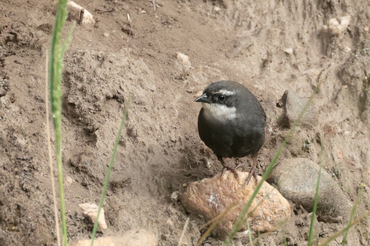White-browed Tapaculo - ML614344176
