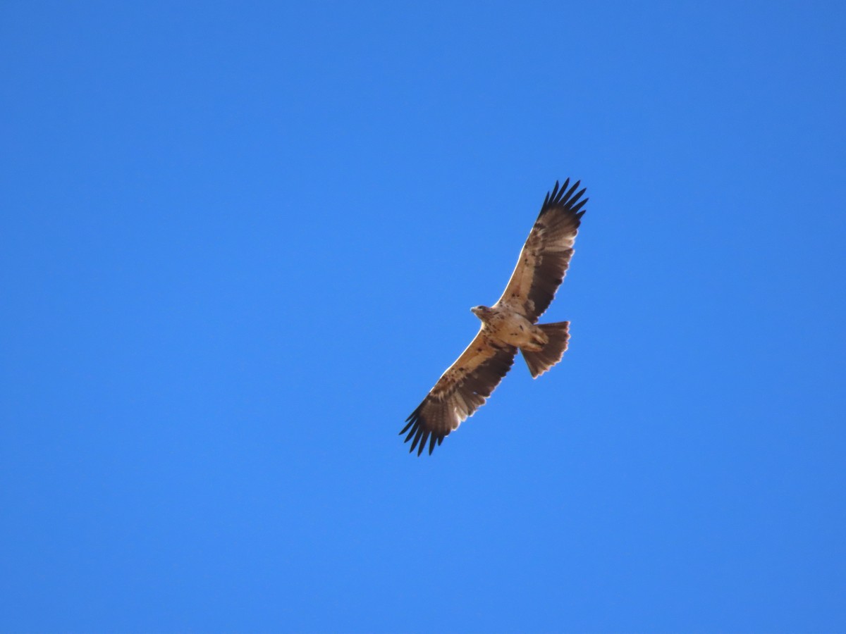 Spanish Eagle - Miguel Diez Vaquero