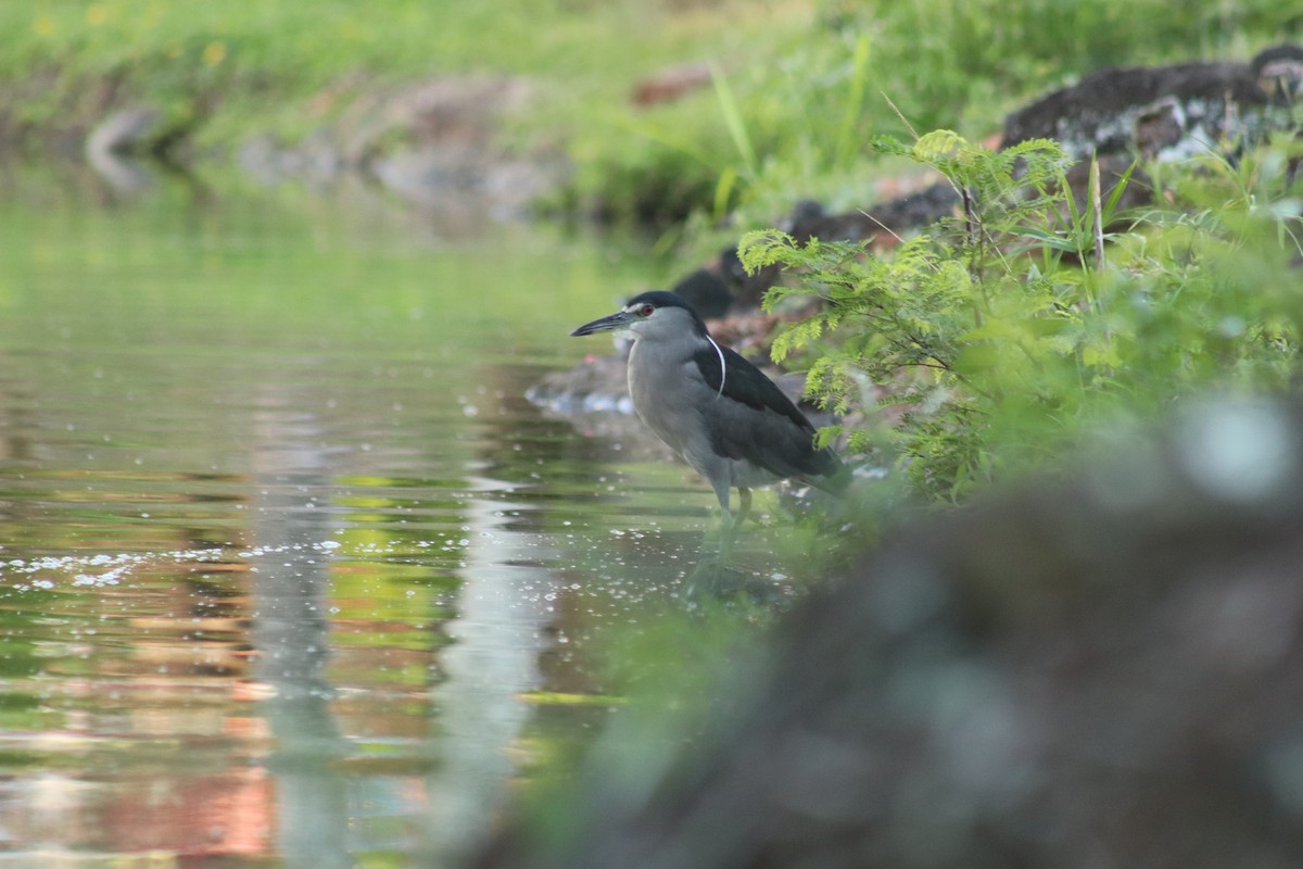 Black-crowned Night Heron - ML614344255