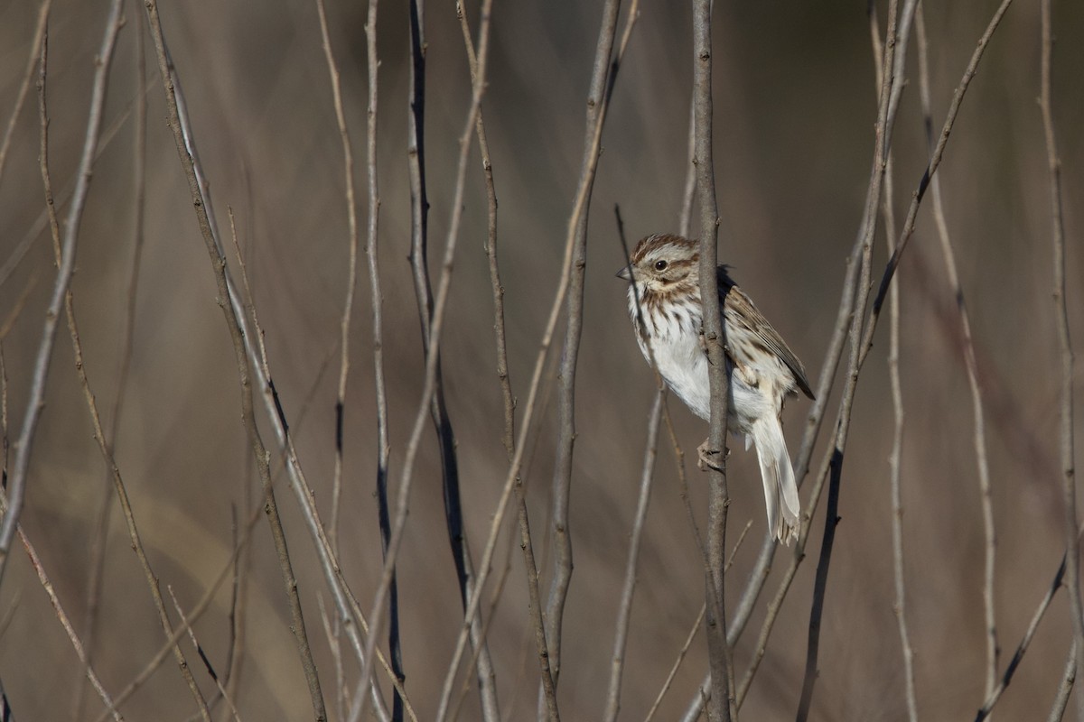 Song Sparrow - Steve Bielamowicz