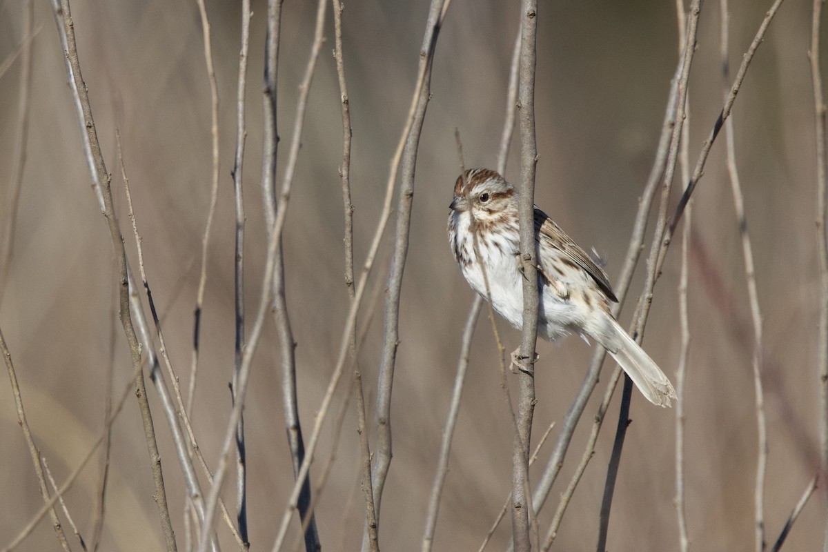 Song Sparrow - ML614344261