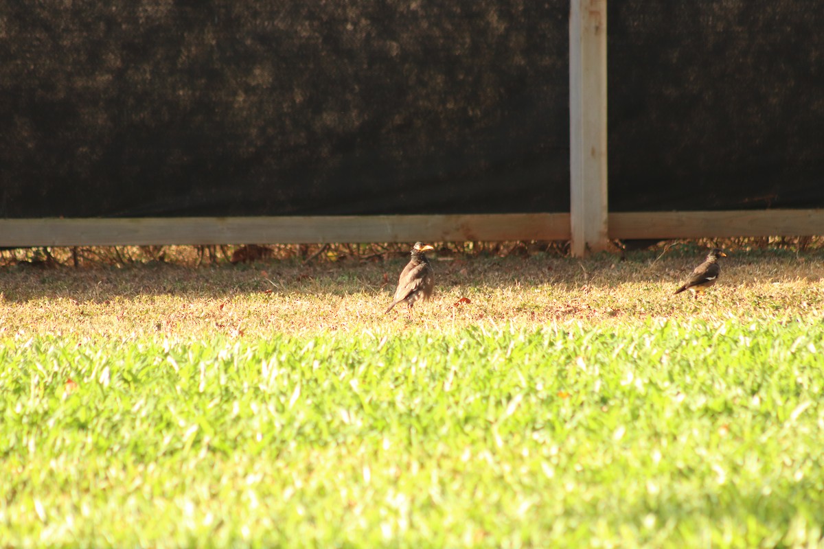 Common Myna - ML614344271