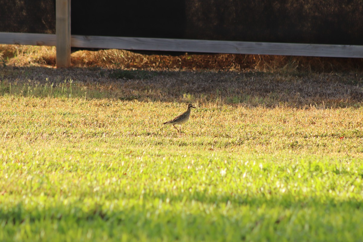 Pacific Golden-Plover - ML614344278