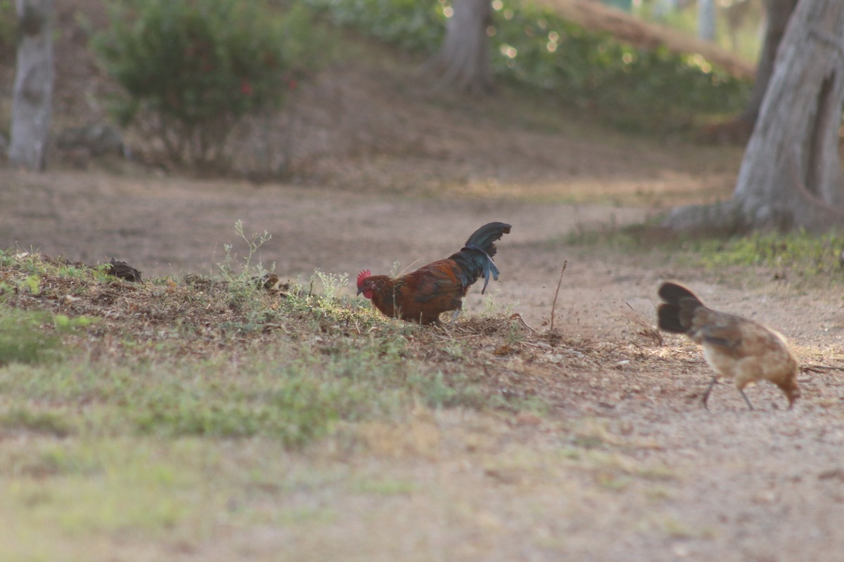 Red Junglefowl (Domestic type) - Caden Klanderman