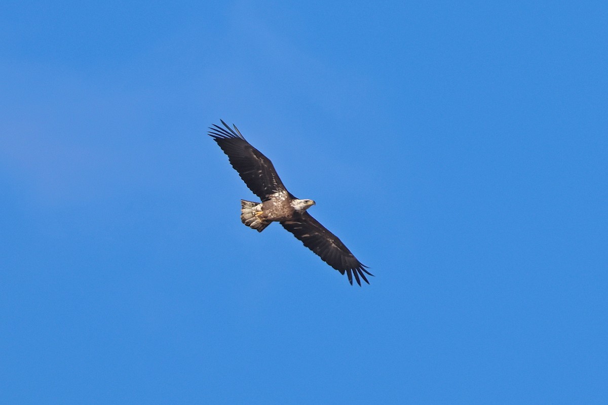 Bald Eagle - Corey Finger