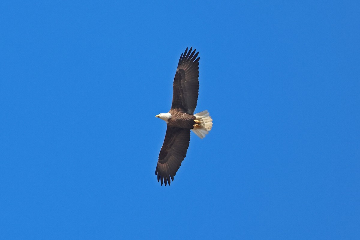 Bald Eagle - Corey Finger